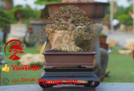 Phần 2: 1 số tác phẩm đẹp tại hội thi hoa kiểng - bonsai - mai vàng