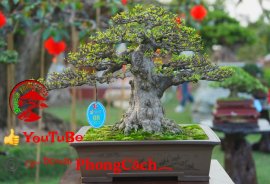 Phần 2: 1 số tác phẩm đẹp tại hội thi hoa kiểng - bonsai - mai vàng