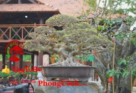 Phần 2: 1 số tác phẩm đẹp tại hội thi hoa kiểng - bonsai - mai vàng