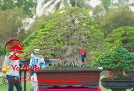 Phần 2: 1 số tác phẩm đẹp tại hội thi hoa kiểng - bonsai - mai vàng