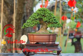 Phần 2: 1 số tác phẩm đẹp tại hội thi hoa kiểng - bonsai - mai vàng