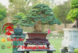 Phần 3: 1 số tác phẩm đẹp tại hội thi hoa kiểng - bonsai - mai vàng