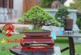 Phần 3: 1 số tác phẩm đẹp tại hội thi hoa kiểng - bonsai - mai vàng