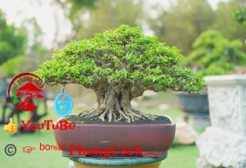 Phần 3: 1 số tác phẩm đẹp tại hội thi hoa kiểng - bonsai - mai vàng