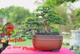 Phần 3: 1 số tác phẩm đẹp tại hội thi hoa kiểng - bonsai - mai vàng
