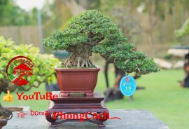 Phần 3: 1 số tác phẩm đẹp tại hội thi hoa kiểng - bonsai - mai vàng