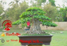 Phần 3: 1 số tác phẩm đẹp tại hội thi hoa kiểng - bonsai - mai vàng