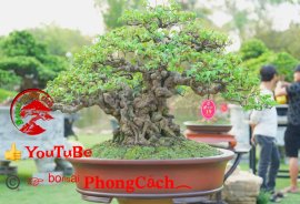 Phần 3: 1 số tác phẩm đẹp tại hội thi hoa kiểng - bonsai - mai vàng
