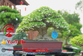 Phần 3: 1 số tác phẩm đẹp tại hội thi hoa kiểng - bonsai - mai vàng