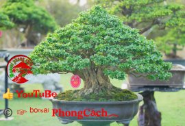 Phần 3: 1 số tác phẩm đẹp tại hội thi hoa kiểng - bonsai - mai vàng