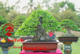 Phần 3: 1 số tác phẩm đẹp tại hội thi hoa kiểng - bonsai - mai vàng