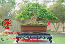 Phần 3: 1 số tác phẩm đẹp tại hội thi hoa kiểng - bonsai - mai vàng