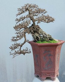 Sam trái Bình Định