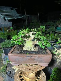 Sam hương chơi Tết ae oi