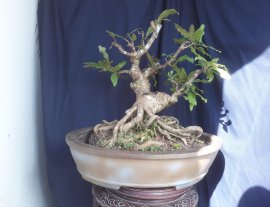 Em Lộc Vừng già lâu năm...