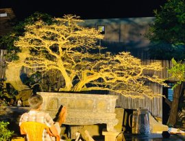 Khi màn đêm buông xuống - Linh sam khủng tàn hơn 3m