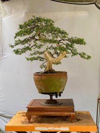 Linh sam sông hinh zin , lũa thép zin nguyên thủy