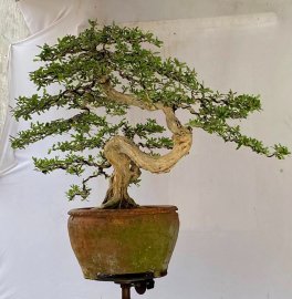 Linh sam sông hinh zin , lũa thép zin nguyên thủy