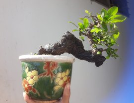 Em là " Cẩm Thị " mini...