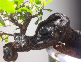 Em là " Cẩm Thị " mini...