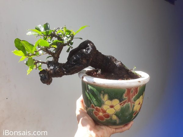 Diospyros maritima mini tree