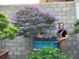 Vietnamese blue bell big tree