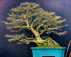 Vietnamese blue bell big tree