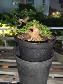 Premna mini tree