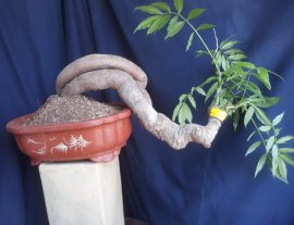 Em Cóc Rừng ghép Thái chỉ chờ trái...