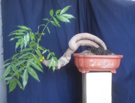 Em Cóc Rừng ghép Thái chỉ chờ trái...