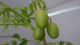 Em Cóc Rừng ghép Thái chỉ chờ trái...