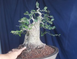Em Hồng Quân lùn lực...