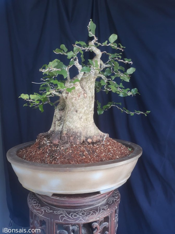 Em Hồng Quân lùn lực...