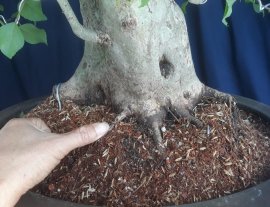 Em Hồng Quân lùn lực...