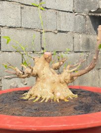 MCT Lá lớn hết thẹo
