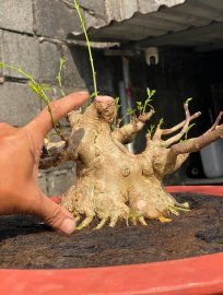 MCT Lá lớn hết thẹo