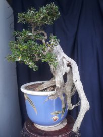 Em Linh Sam ghép bông trắng sông Hinh lá nhỏ...