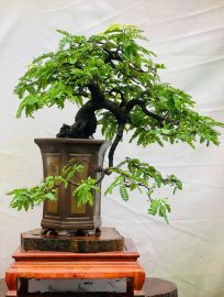Me đổ đẹp giá mềm gl ace