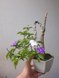 Em Lài Japan ( Lài Nhật ) rộ hoa...