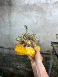 Lùn mập ú linh sam Tùng nguyên