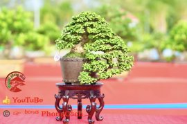 Phần 1: Hội thi và triển lãm bonsai tp sadec 2025