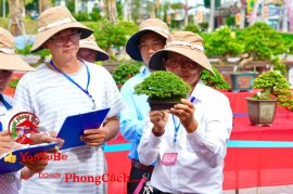 Phần 1: Hội thi và triển lãm bonsai tp sadec 2025