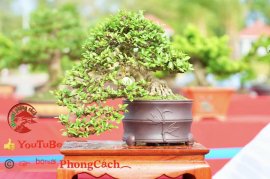 Phần 1: Hội thi và triển lãm bonsai tp sadec 2025
