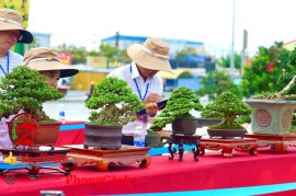 Phần 1: Hội thi và triển lãm bonsai tp sadec 2025