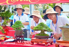 Phần 1: Hội thi và triển lãm bonsai tp sadec 2025