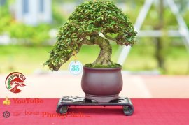 Phần 1: Hội thi và triển lãm bonsai tp sadec 2025