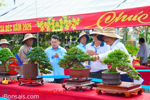 Phần 1: Hội thi và triển lãm bonsai tp sadec 2025