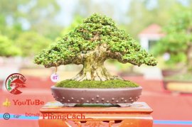 Phần 1: Hội thi và triển lãm bonsai tp sadec 2025