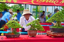 Phần 1: Hội thi và triển lãm bonsai tp sadec 2025