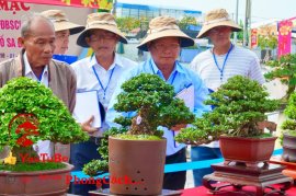 Phần 1: Hội thi và triển lãm bonsai tp sadec 2025